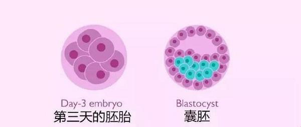 昆明二代试管婴儿套餐-试管婴儿囊胚移植和普通胚胎移植的区别是什么？